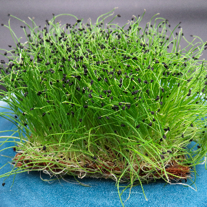 Microgreen -Leek