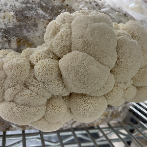 Lions Mane Mushroom