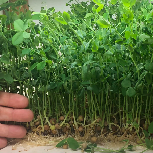 Microgreens, Peas